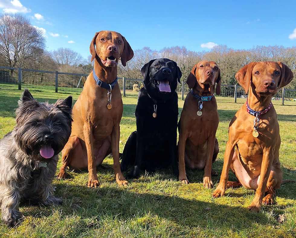 Reggie, Duke, Milo, Pip & Lanny