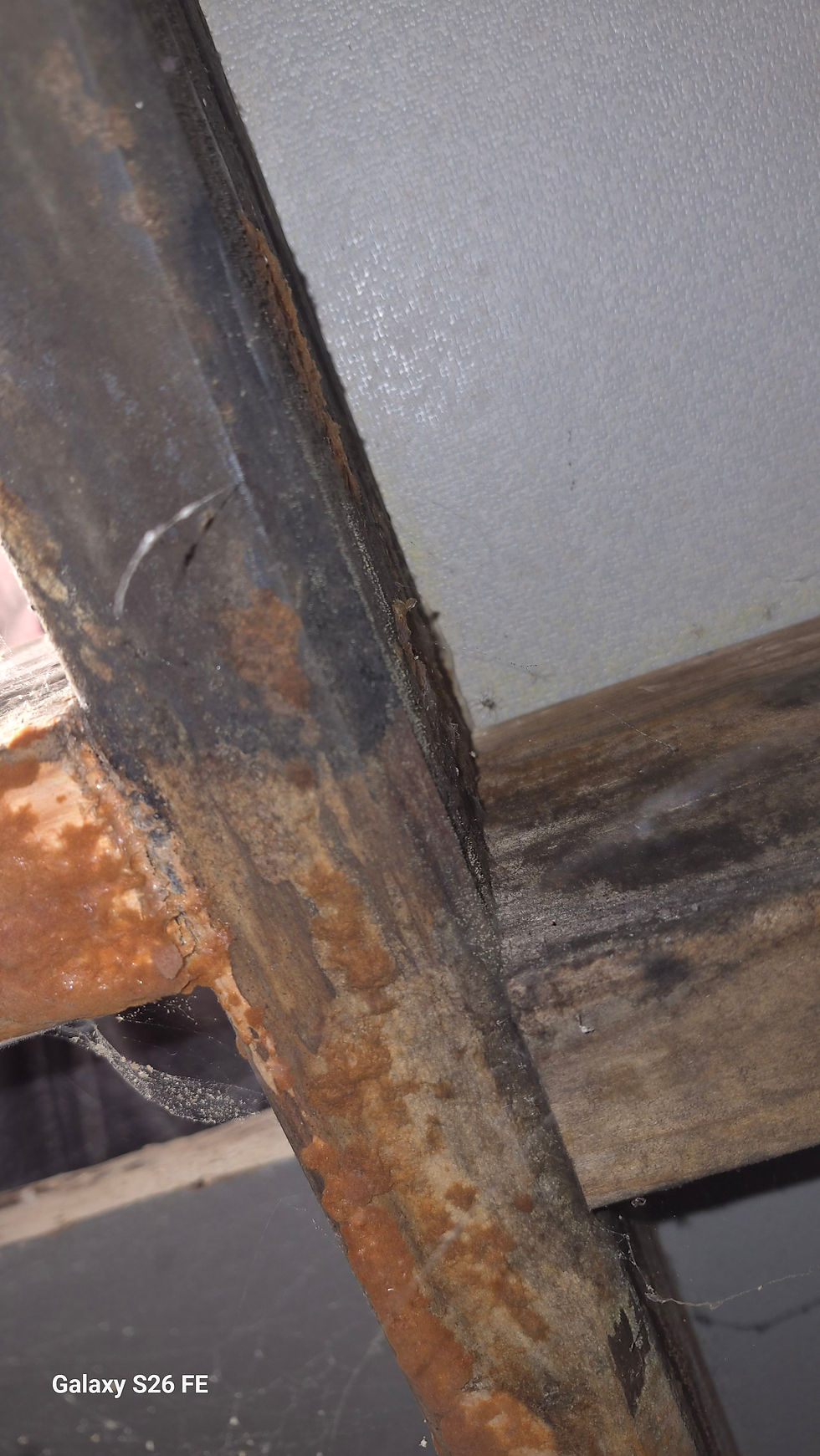 Do You Need a Damp and Timber Report in Barnsley Before You Buy or Renovate?