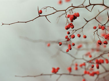 Berry Branches