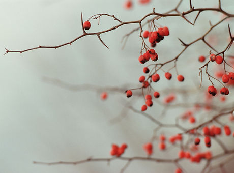 Berry Branches