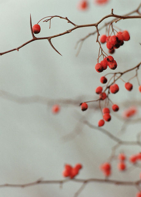 Berry Branches