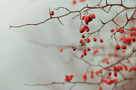 Berry Branches
