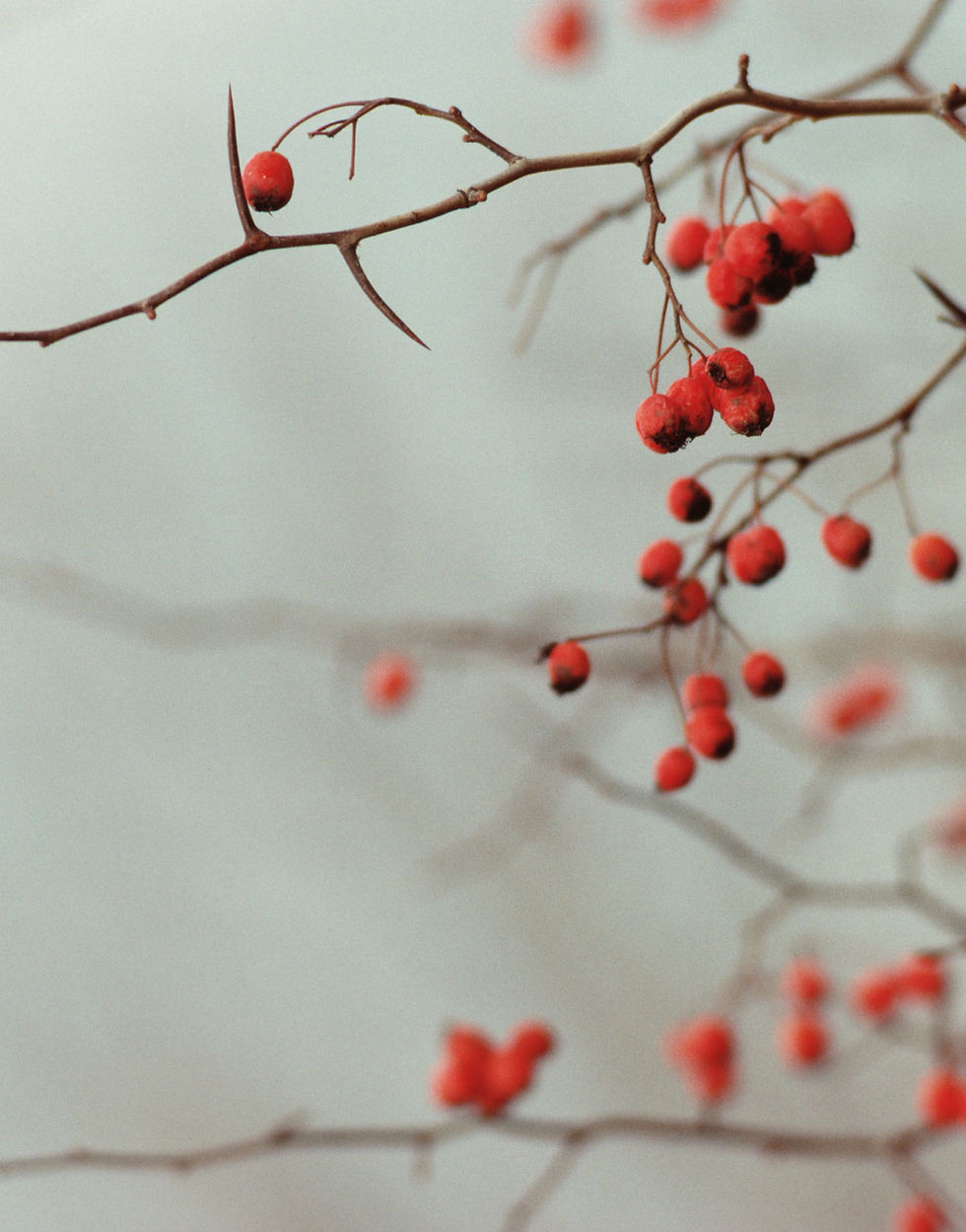 Branches Berry