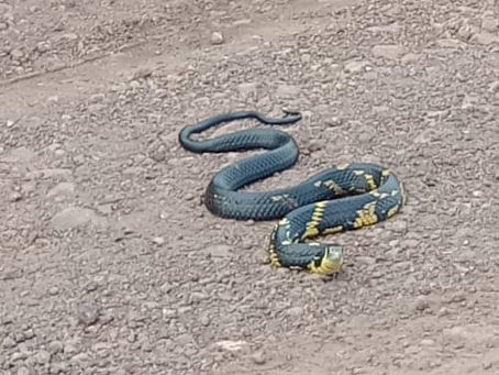 Serpente da espécie caninana foi fotografada no interior de Crissiumal