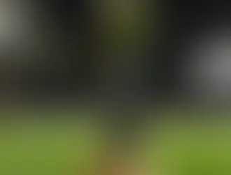 Novo Mundial de Clubes da Fifa será em 2025, com Palmeiras e Flamengo