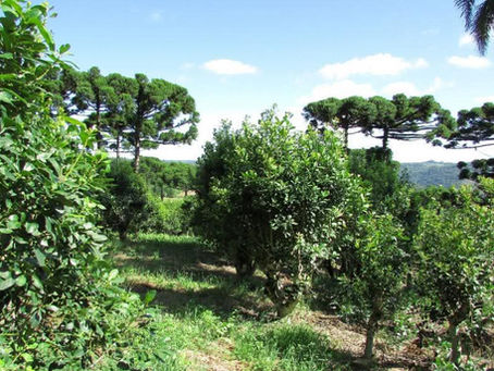 RS institui Plano Estadual para Qualificação e Desenvolvimento Estratégico da Cadeia Produtiva da Erva-mate