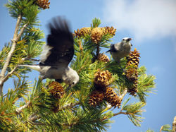 Clark's nutcracker