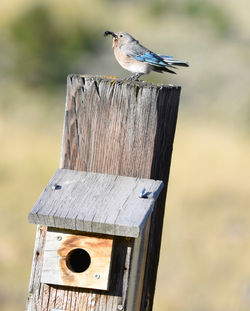 mountain bluebird and cricket D