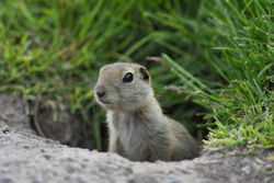 Uinta groundsquirrel B