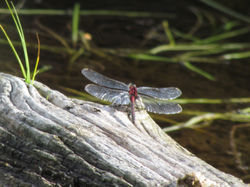 dragonfly