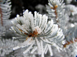 frosty spruce