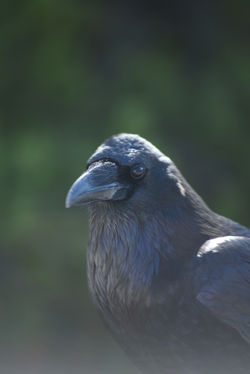 raven B