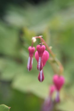 bleeding heart