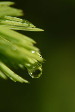 macro dew drop on spruce needles