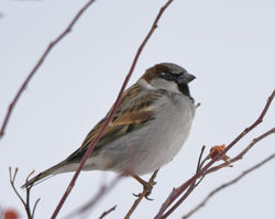 house sparrows E