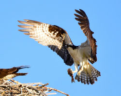 osprey with fish A