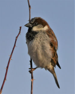 house sparrow B