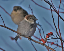 house sparrows R