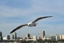 seagull B