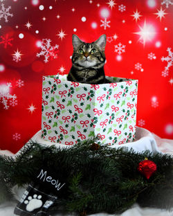 Oliver Chrismas 2025