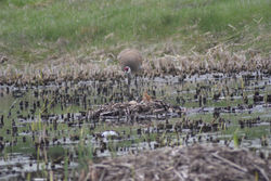 sandhill crane and colt B