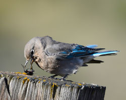 mountain bluebird and cricket B