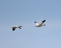 2023 snowgeese in flight F