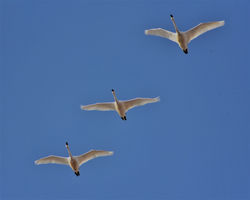 swans flying