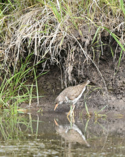 spotted sandpiper A