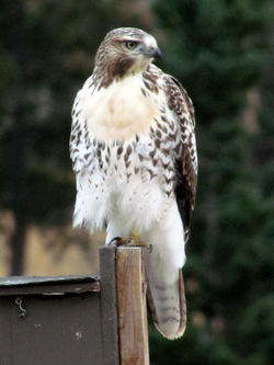 new fledged red tail hawk