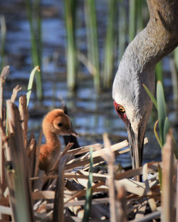 sandhill crane and colt L