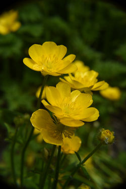 buttercup
