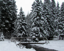 snowy trees