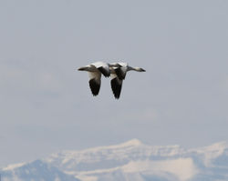 2023 snowgeese in flight C