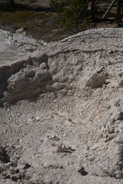 Mudpots F