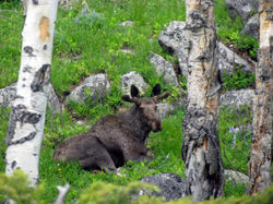 bull moose D