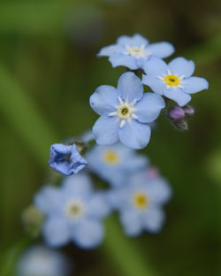 forget-me-nots