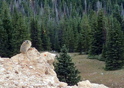 pika