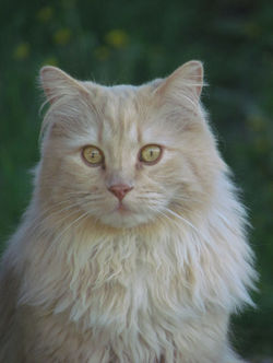 Mufasa portrait