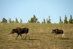 moose and calf B