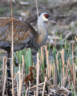 sandhill crane and colt Q