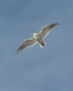 sea gull I