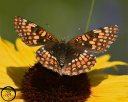 butterfly D