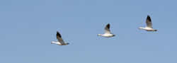 2023 snowgeese in flight B