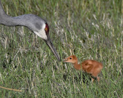 sandhill crane and colt X