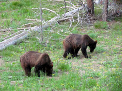 grizzly cubs
