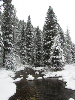 snowy trees B