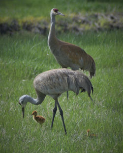 sandhill crane and colt G