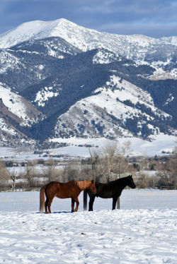 horses