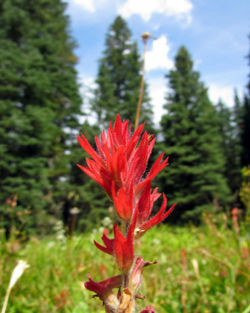 Indian paintbrush